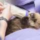Illustration for article titled This is Way Too Fluffy Not to Share